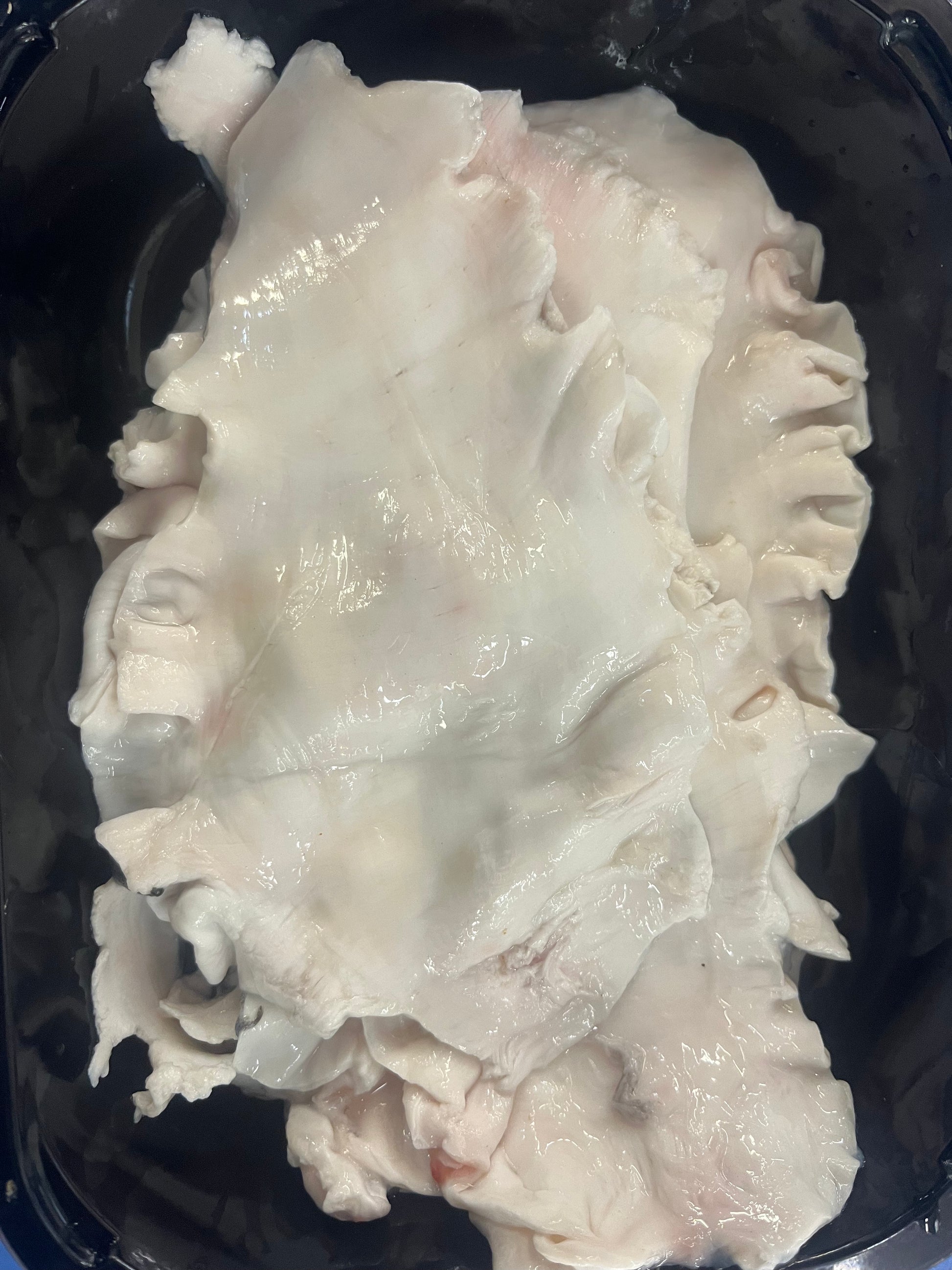 Salt Cod Sounds (5 lb) – Dandy Dans